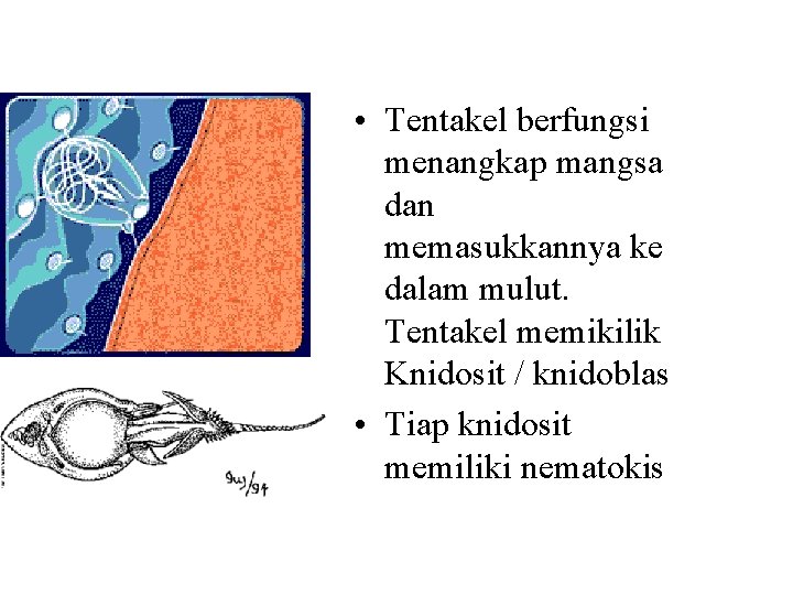  • Tentakel berfungsi menangkap mangsa dan memasukkannya ke dalam mulut. Tentakel memikilik Knidosit