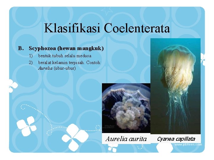 Klasifikasi Coelenterata B. Scyphozoa (hewan mangkuk) 1) 2) bentuk tubuh selalu medusa beralat kelamin