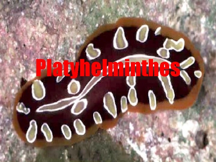 Platyhelminthes 