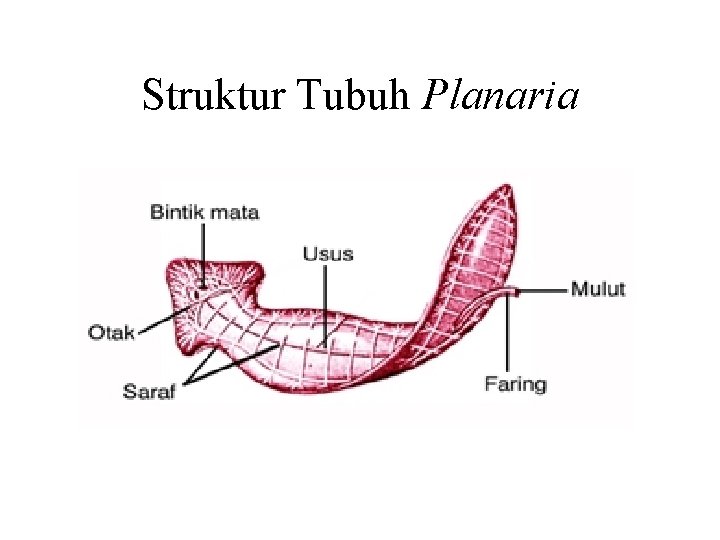 Struktur Tubuh Planaria 