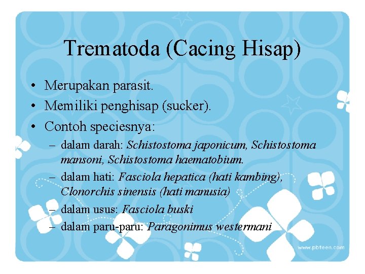 Trematoda (Cacing Hisap) • Merupakan parasit. • Memiliki penghisap (sucker). • Contoh speciesnya: –