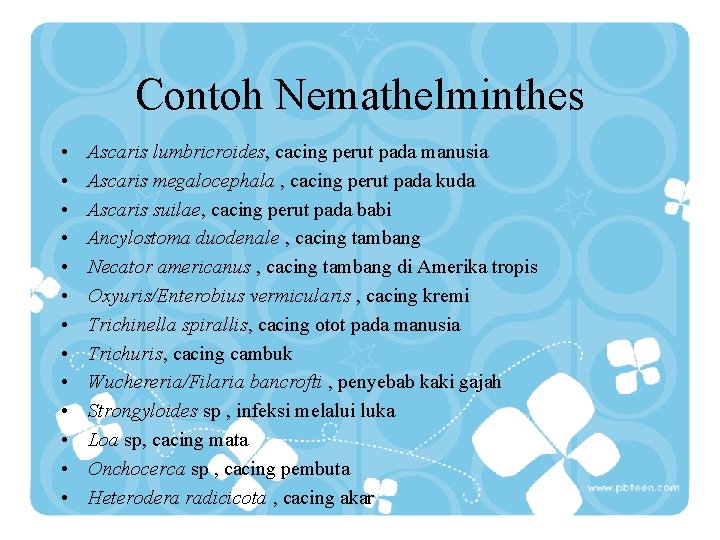 Contoh Nemathelminthes • • • • Ascaris lumbricroides, cacing perut pada manusia Ascaris megalocephala