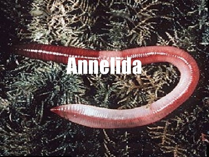 Annelida 