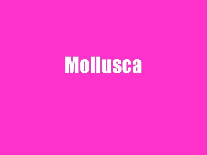 Mollusca 