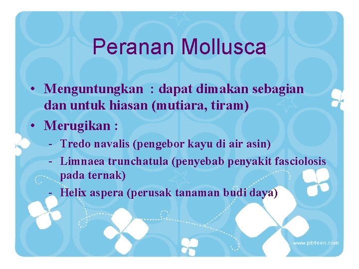 Peranan Mollusca • Menguntungkan : dapat dimakan sebagian dan untuk hiasan (mutiara, tiram) •