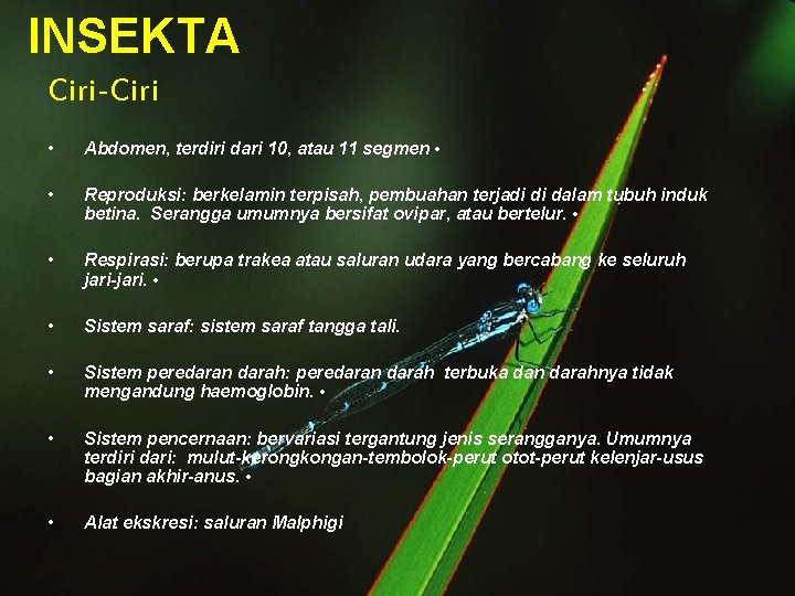 INSEKTA Ciri-Ciri • Abdomen, terdiri dari 10, atau 11 segmen • • Reproduksi: berkelamin