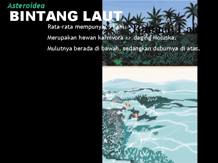 Asteroidea BINTANG LAUT Bintang Laut Merupakan hewan karnivora >> daging Moluska. Rata-rata mempunyai 5