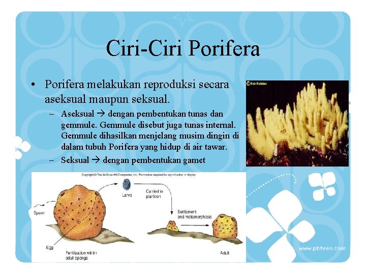 Ciri-Ciri Porifera • Porifera melakukan reproduksi secara aseksual maupun seksual. – Aseksual dengan pembentukan