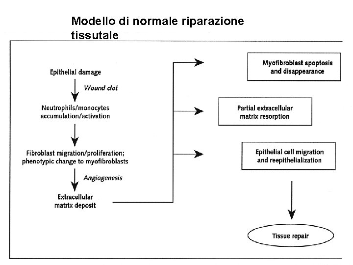 Modello di normale riparazione tissutale 