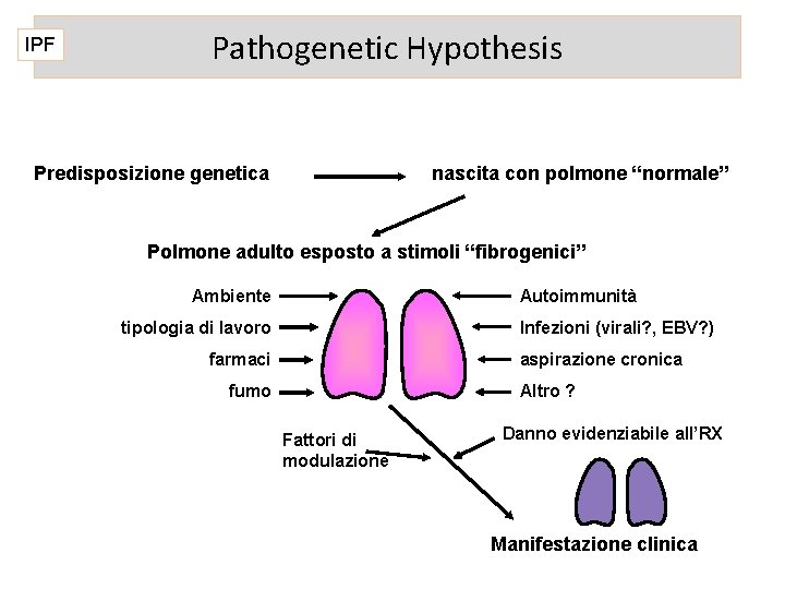 IPF Pathogenetic Hypothesis Predisposizione genetica nascita con polmone “normale” Polmone adulto esposto a stimoli