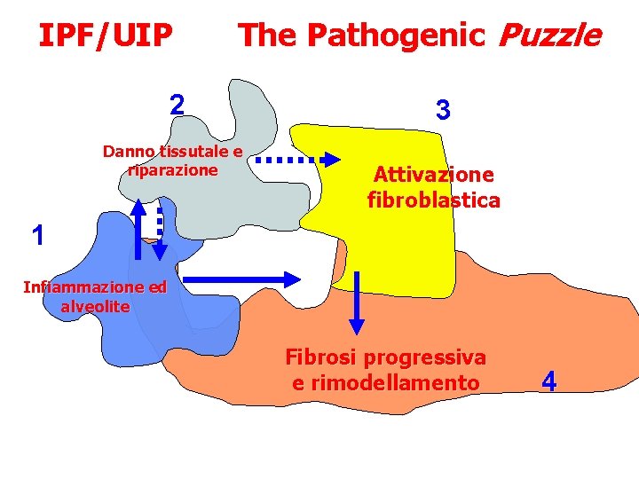 IPF/UIP The Pathogenic Puzzle 2 Danno tissutale e riparazione 3 Attivazione fibroblastica 1 Infiammazione