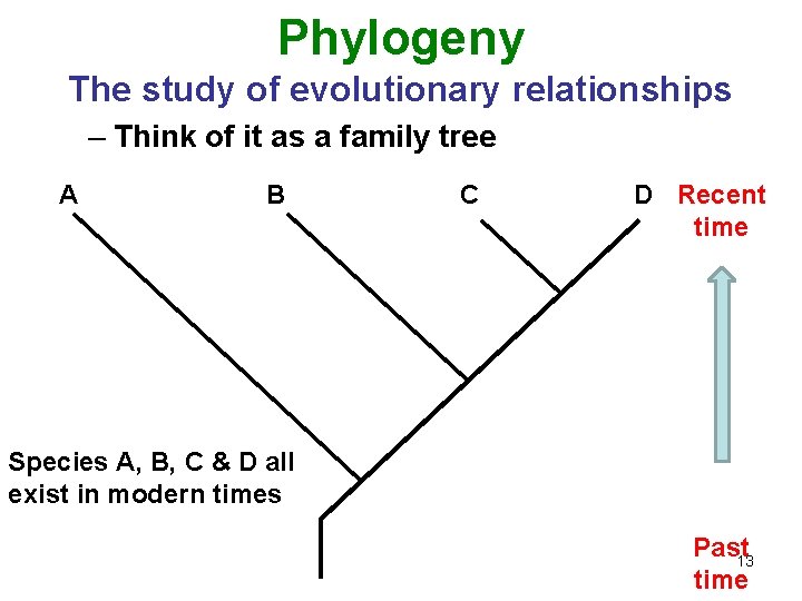 Phylogeny The study of evolutionary relationships – Think of it as a family tree