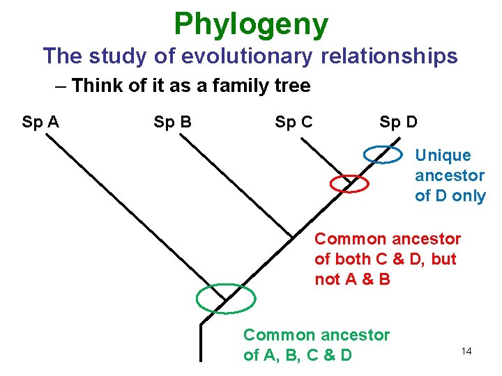 Phylogeny The study of evolutionary relationships – Think of it as a family tree
