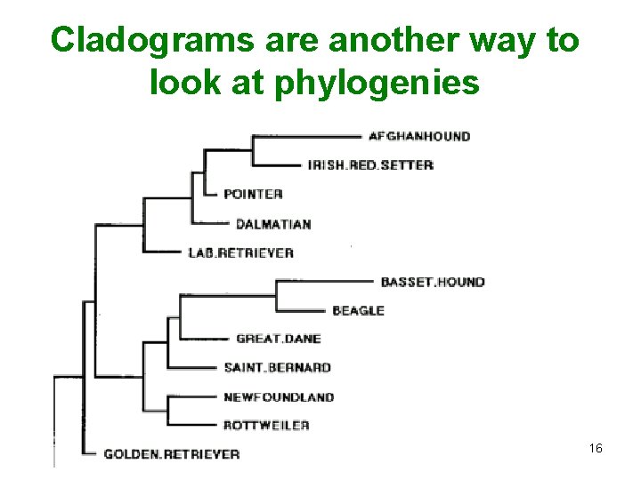 Cladograms are another way to look at phylogenies 16 