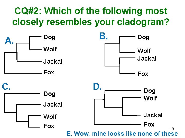 CQ#2: Which of the following most closely resembles your cladogram? A. Dog B. Wolf