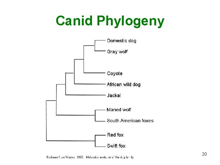 Canid Phylogeny 20 