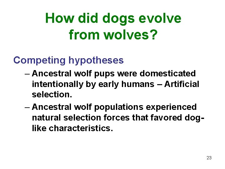 How did dogs evolve from wolves? Competing hypotheses – Ancestral wolf pups were domesticated