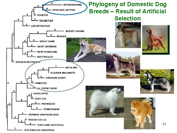 Phylogeny of Domestic Dog Breeds – Result of Artificial Selection 31 