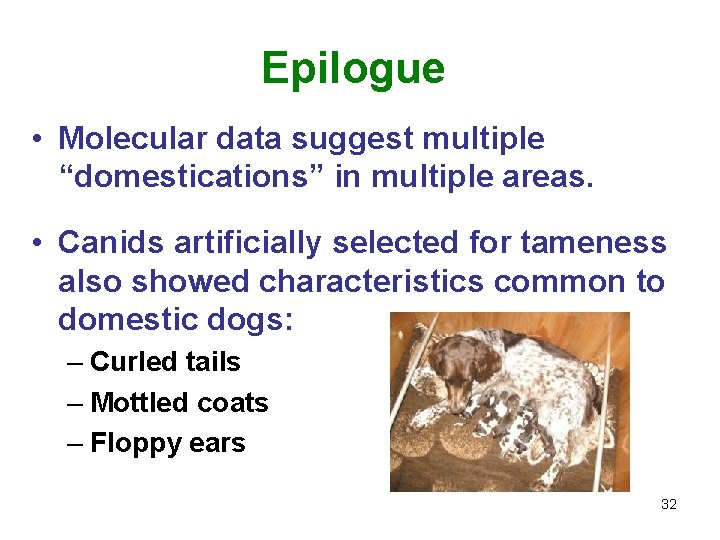 Epilogue • Molecular data suggest multiple “domestications” in multiple areas. • Canids artificially selected