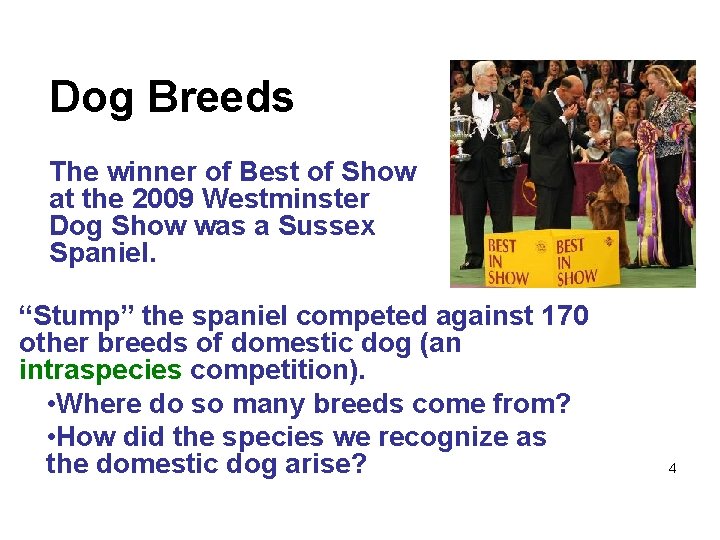 Dog Breeds The winner of Best of Show at the 2009 Westminster Dog Show