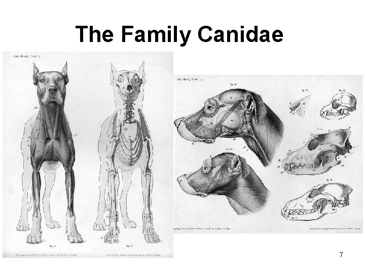 The Family Canidae 7 