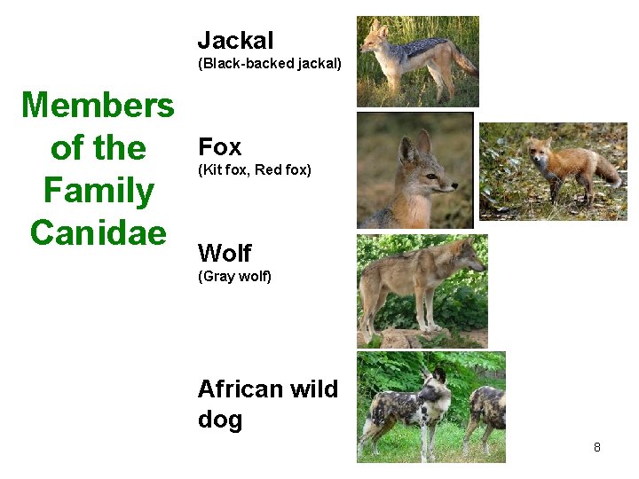 Jackal (Black-backed jackal) Members of the Family Canidae Fox (Kit fox, Red fox) Wolf