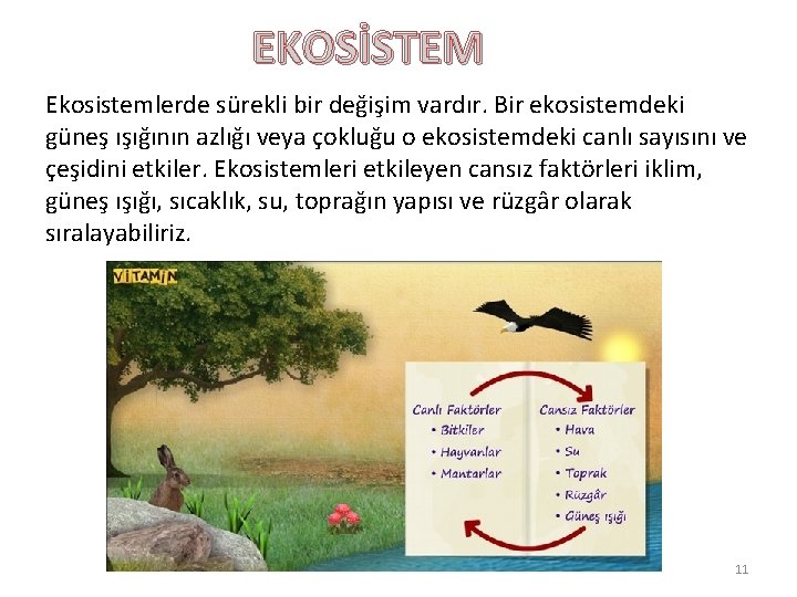 EKOSİSTEM Ekosistemlerde sürekli bir değişim vardır. Bir ekosistemdeki güneş ışığının azlığı veya çokluğu o