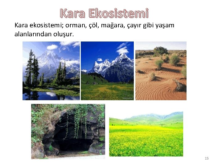 Kara Ekosistemi Kara ekosistemi; orman, çöl, mağara, çayır gibi yaşam alanlarından oluşur. 15 