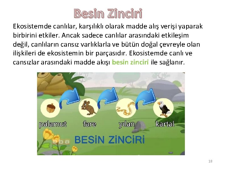 Besin Zinciri Ekosistemde canlılar, karşılıklı olarak madde alış verişi yaparak birbirini etkiler. Ancak sadece