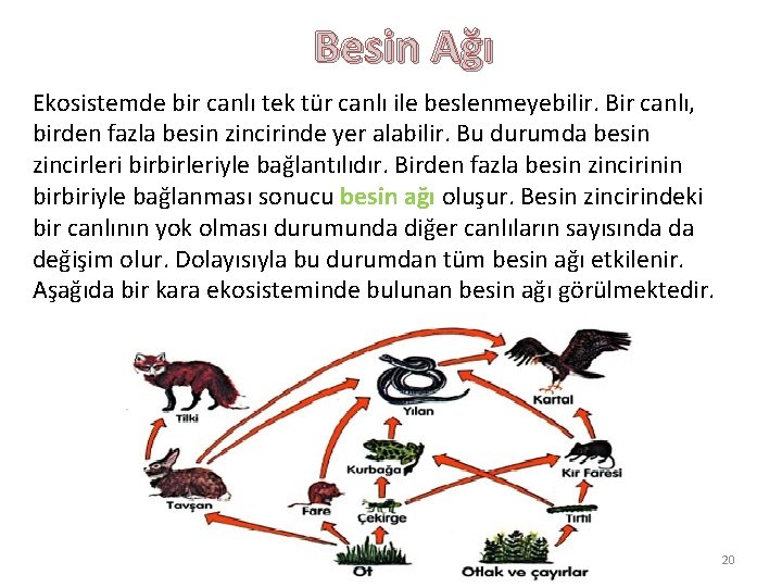 Besin Ağı Ekosistemde bir canlı tek tür canlı ile beslenmeyebilir. Bir canlı, birden fazla