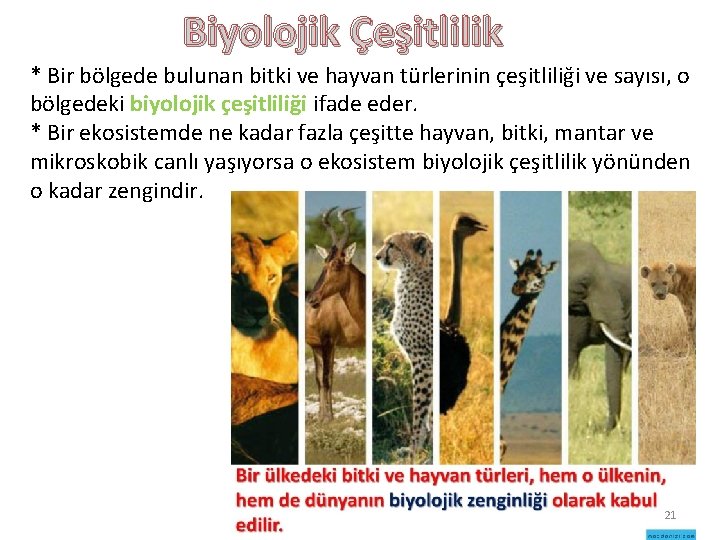 Biyolojik Çeşitlilik * Bir bölgede bulunan bitki ve hayvan türlerinin çeşitliliği ve sayısı, o