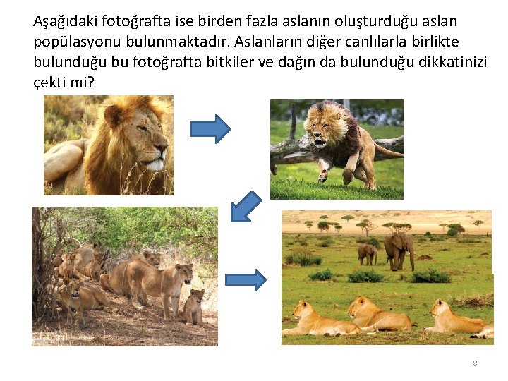 Aşağıdaki fotoğrafta ise birden fazla aslanın oluşturduğu aslan popülasyonu bulunmaktadır. Aslanların diğer canlılarla birlikte Aşağıdaki fotoğrafta ise birden fazla aslanın oluşturduğu aslan popülasyonu bulunmaktadır. Aslanların diğer canlılarla birlikte
