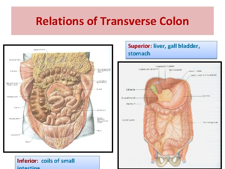 Relations of Transverse Colon Superior: liver, gall bladder, stomach Inferior: coils of small 