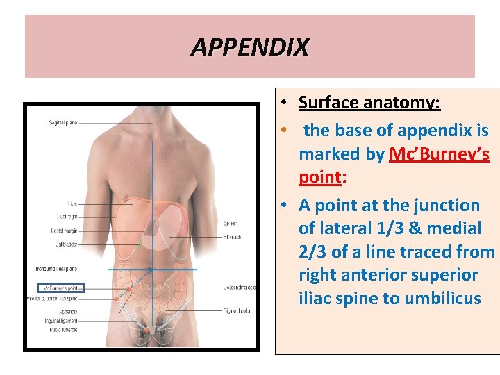 APPENDIX • Surface anatomy: • the base of appendix is marked by Mc’Burney’s point: