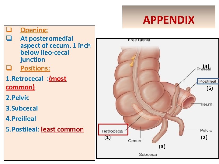APPENDIX Opening: At posteromedial aspect of cecum, 1 inch below ileo-cecal junction q Positions: