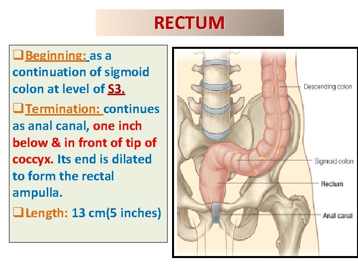 RECTUM q. Beginning: as a continuation of sigmoid colon at level of S 3.