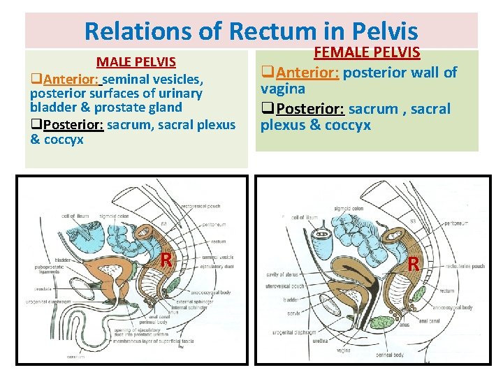 Relations of Rectum in Pelvis MALE PELVIS q. Anterior: seminal vesicles, posterior surfaces of