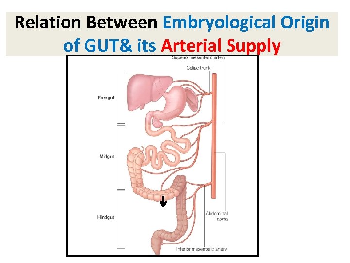 Relation Between Embryological Origin of GUT& its Arterial Supply 