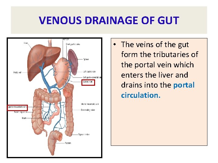 VENOUS DRAINAGE OF GUT • The veins of the gut form the tributaries of