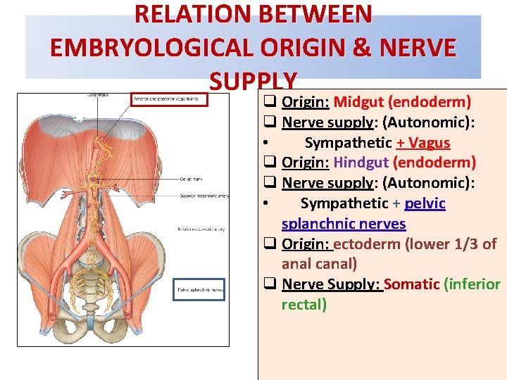 RELATION BETWEEN EMBRYOLOGICAL ORIGIN & NERVE SUPPLY q Origin: Midgut (endoderm) q Nerve supply: