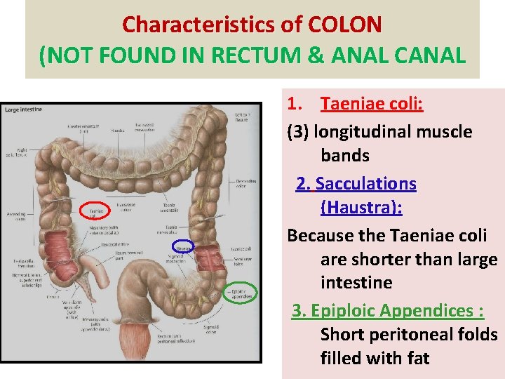 Characteristics of COLON (NOT FOUND IN RECTUM & ANAL CANAL 1. Taeniae coli: (3)