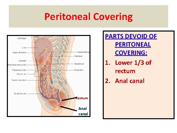 Peritoneal Covering PARTS DEVOID OF PERITONEAL COVERING: 1. Lower 1/3 of rectum 2. Anal