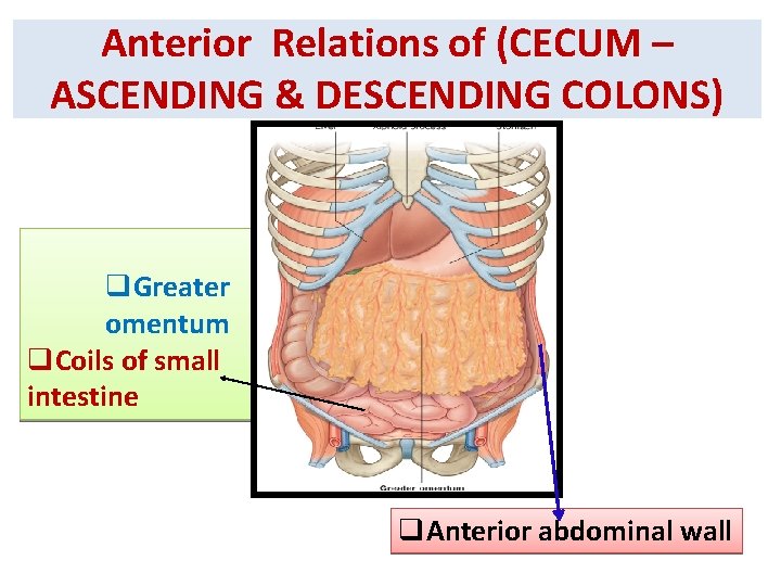 Anterior Relations of (CECUM – ASCENDING & DESCENDING COLONS) q. Greater omentum q. Coils