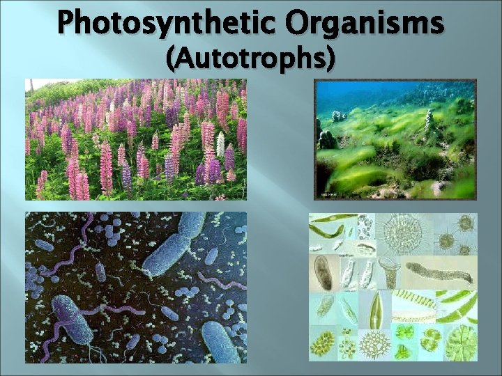 Photosynthetic Organisms (Autotrophs) http: //www. wssa. net/photo&info/bmp/lupine. large-leaved. plants. jpg http: //english. pravda. ru/img/2005/11/bacteria.