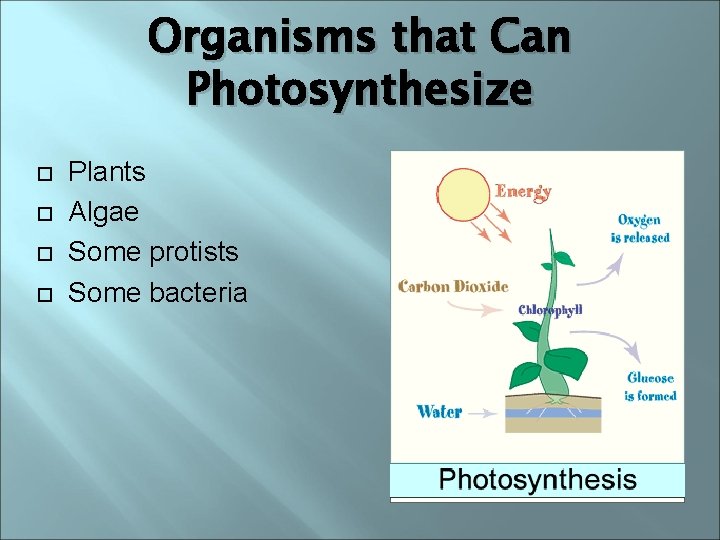 Organisms that Can Photosynthesize Plants Algae Some protists Some bacteria 