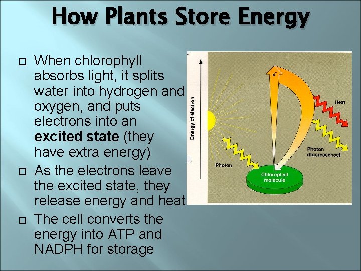 How Plants Store Energy When chlorophyll absorbs light, it splits water into hydrogen and