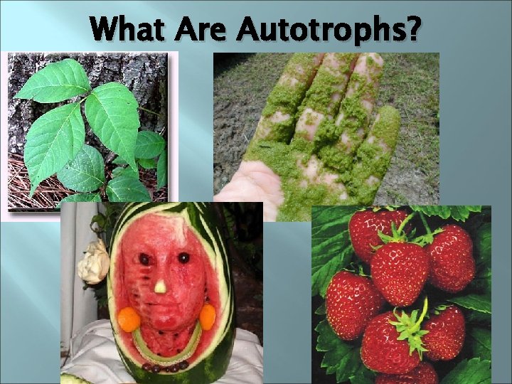 What Are Autotrophs? 