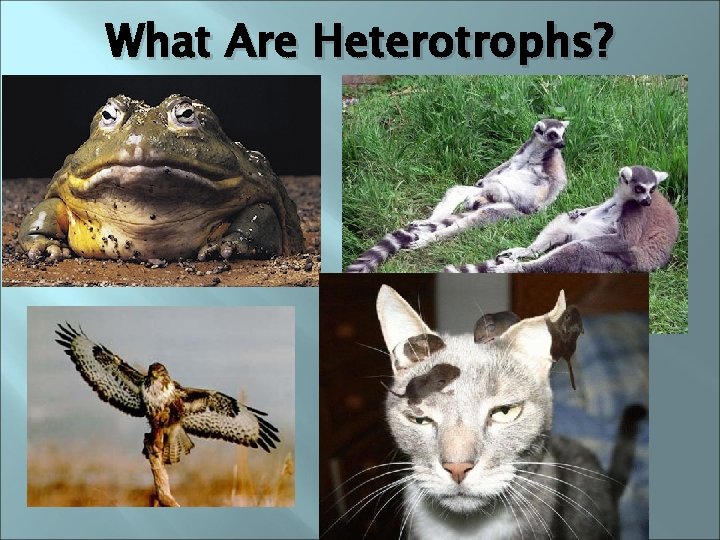 What Are Heterotrophs? 