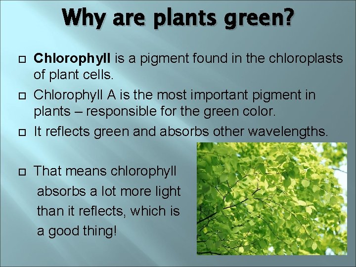 Why are plants green? Chlorophyll is a pigment found in the chloroplasts of plant