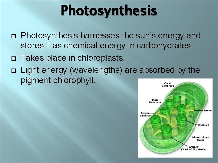 Photosynthesis Photosynthesis harnesses the sun’s energy and stores it as chemical energy in carbohydrates.